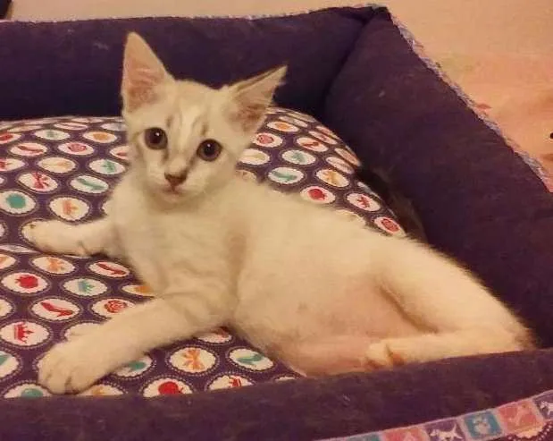 Gato ra a SRD idade Abaixo de 2 meses nome Bebês
