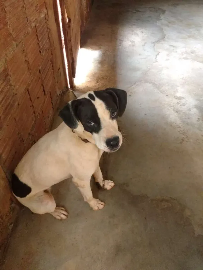 Cachorro ra a SRD idade 2 anos nome Lilica