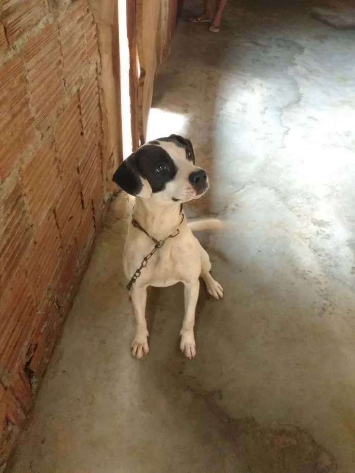 Cachorro ra a SRD idade 2 anos nome Lilica