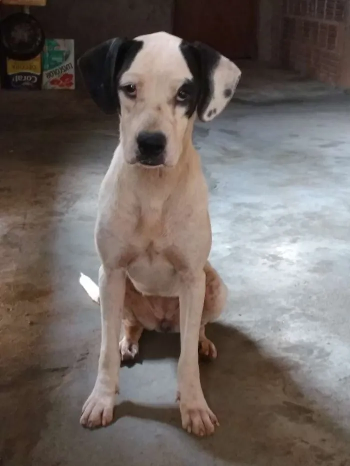 Cachorro ra a SRD idade 2 anos nome Magali