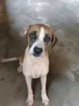 Javali