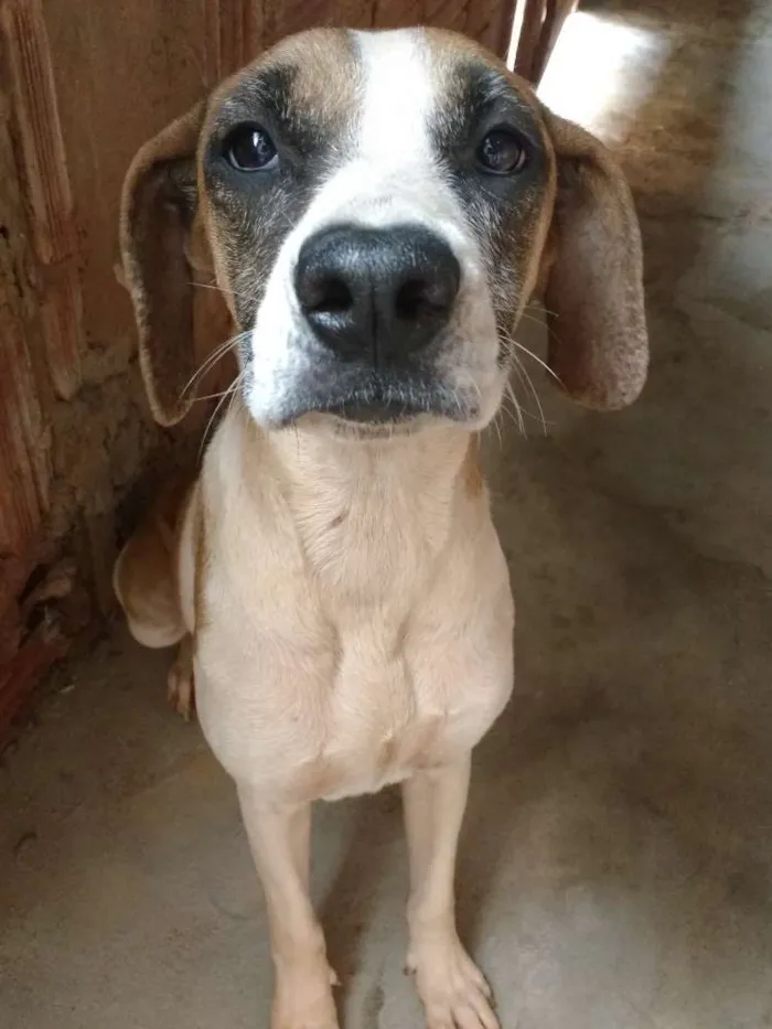 Cachorro ra a SRD idade 2 anos nome Javali