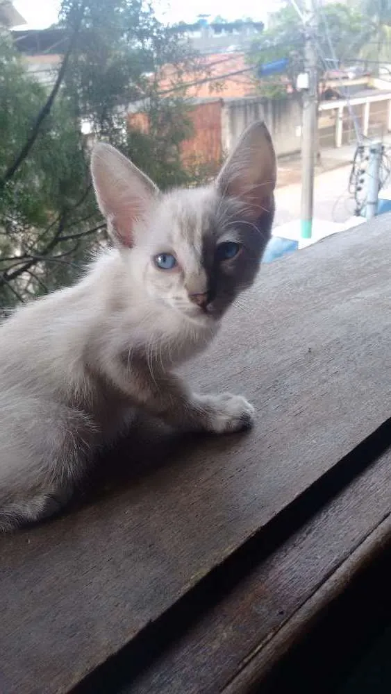 Gato ra a Raça indefinida idade 2 a 6 meses nome Candy