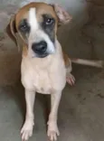Javali