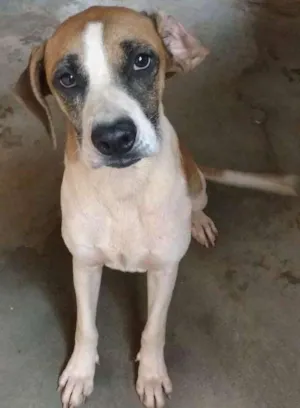 Cachorro raça SRD idade 2 anos nome Javali
