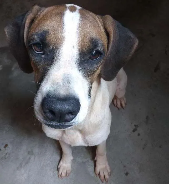Cachorro ra a SRD idade 2 anos nome Amélia
