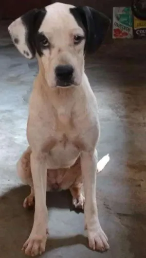 Cachorro raça SRD idade 2 anos nome Magali