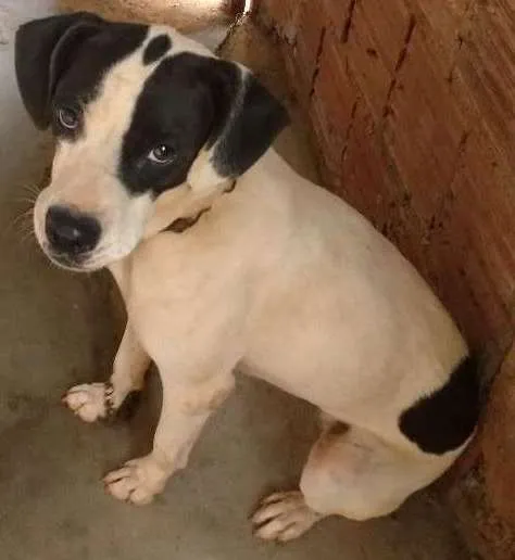 Cachorro ra a SRD idade 2 anos nome Lilica