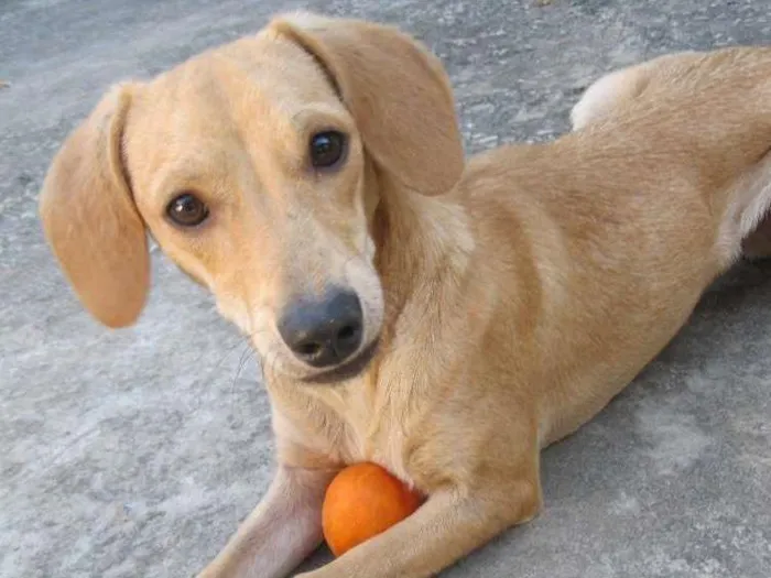 Cachorro raça vira-lata idade 4 anos nome Dom