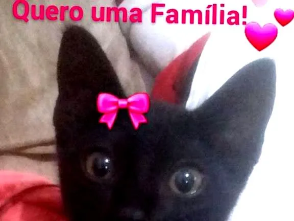 Gato ra a Gato  idade 2 a 6 meses nome Paty
