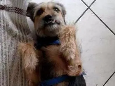 Cachorro ra a vira lata idade 5 anos nome Jhon