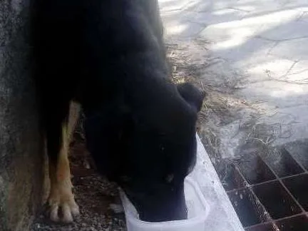 Cachorro ra a Rottweiler+ Vira Lata idade 7 a 11 meses nome Sem nome