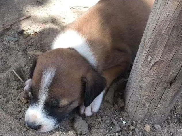 Cachorro raça  idade Abaixo de 2 meses nome São 8
