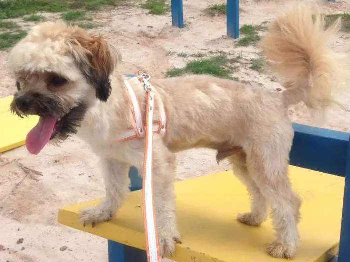 Cachorro raça york poodle idade 7 a 11 meses nome ROK