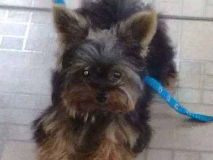 Cachorro ra a Yorkshire idade 2 anos nome Toquinho