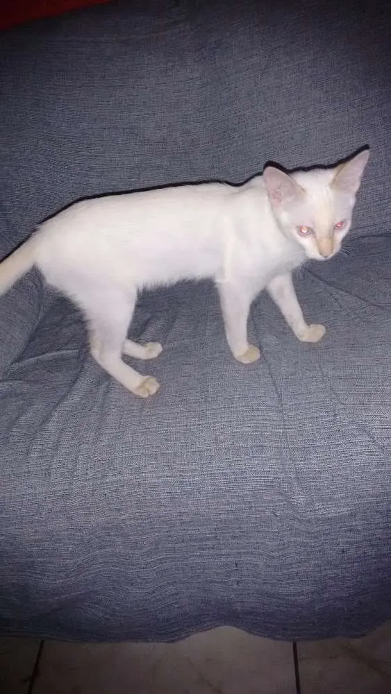 Gato ra a Setter idade 2 a 6 meses nome WILE