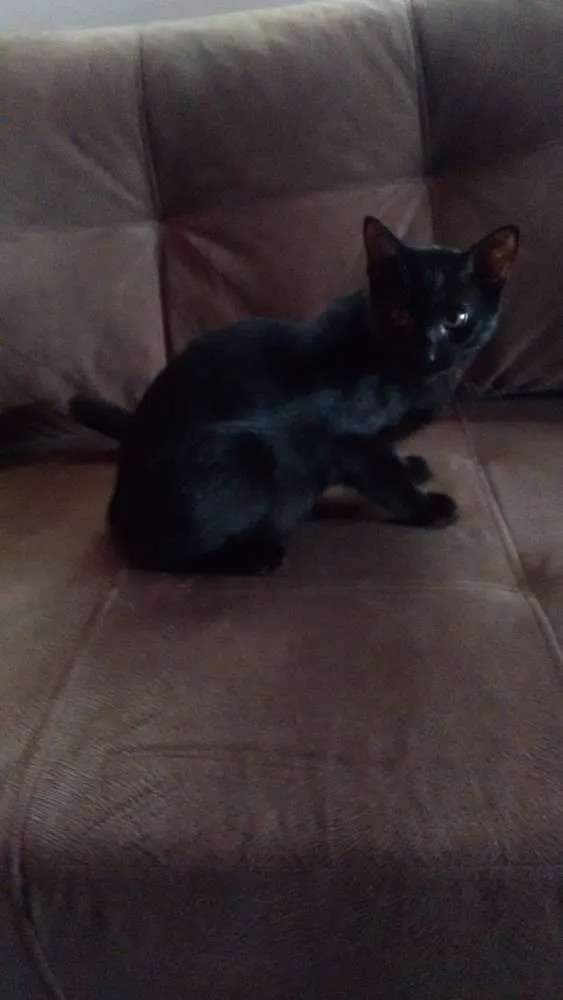 Gato ra a Setter idade 2 a 6 meses nome WILE