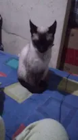 Aki