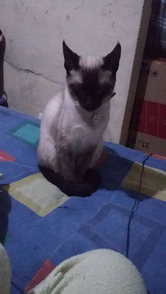 Gato ra a Siamês idade 2 a 6 meses nome Aki