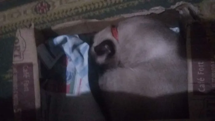 Gato ra a Siamês idade 2 a 6 meses nome Aki