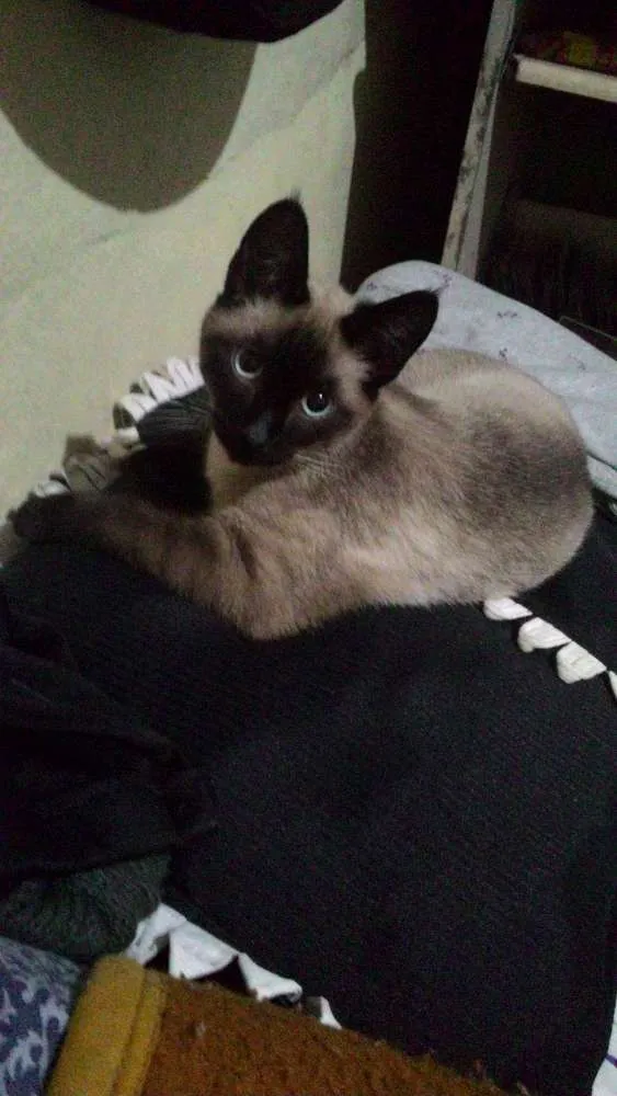 Gato ra a Siamês idade 2 a 6 meses nome Aki