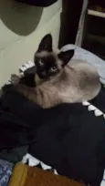 Aki