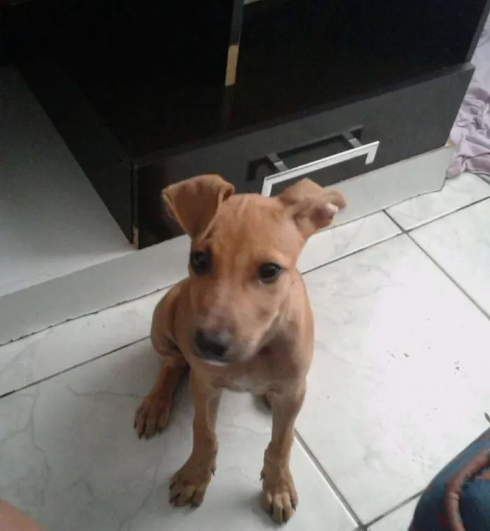 Cachorro raça SRD idade 2 a 6 meses nome sem nome