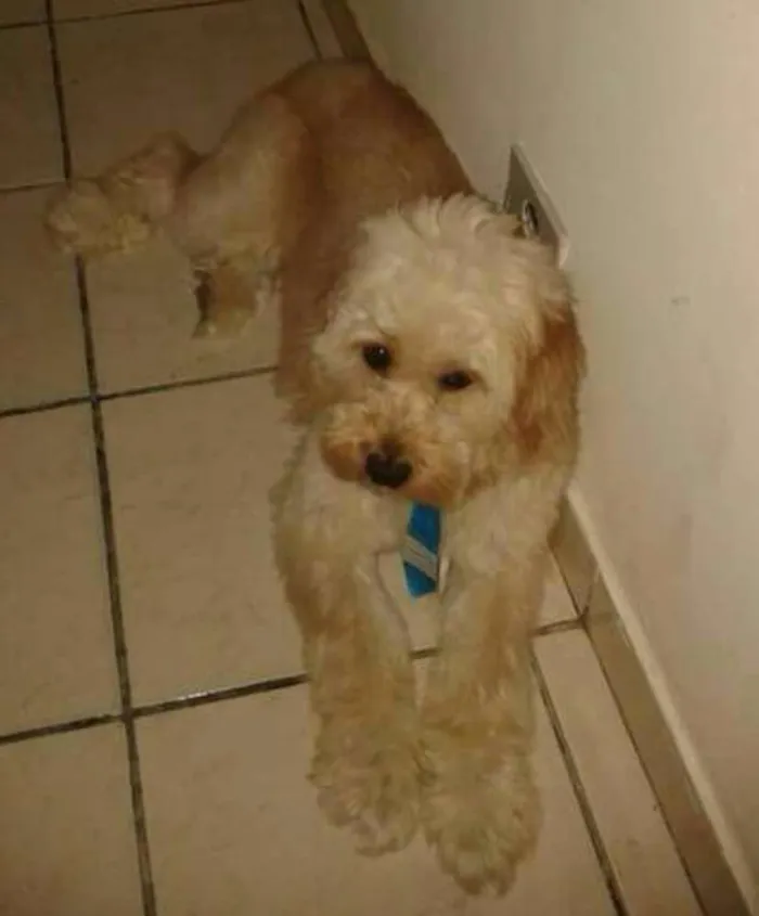 Cachorro ra a Mix de Poodle idade 6 ou mais anos nome Nick