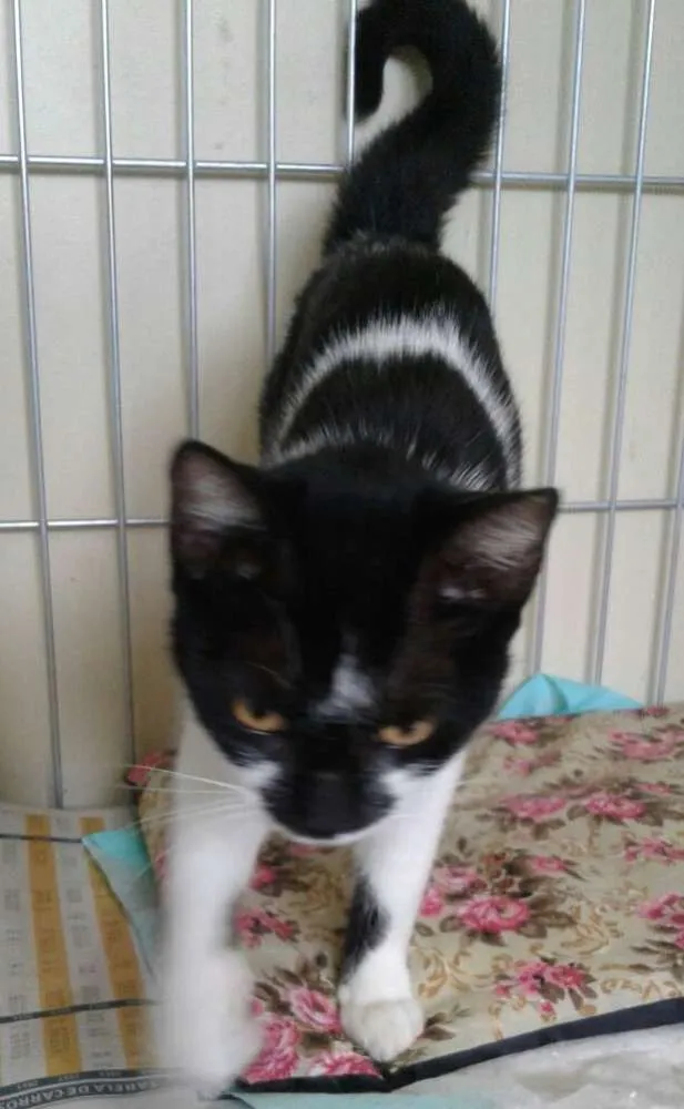 Gato ra a SRD idade 2 a 6 meses nome Mansinha