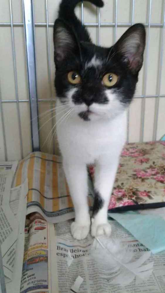 Gato ra a SRD idade 2 a 6 meses nome Mansinha