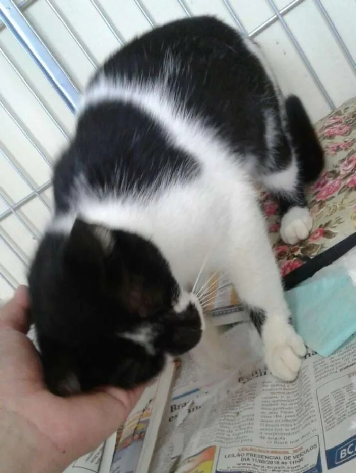 Gato ra a SRD idade 2 a 6 meses nome Mansinha