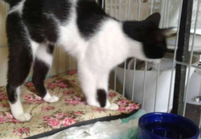 Gato ra a SRD idade 2 a 6 meses nome Mansinha