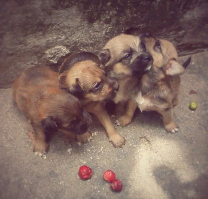 Cachorro ra a  idade Abaixo de 2 meses nome Filhotes