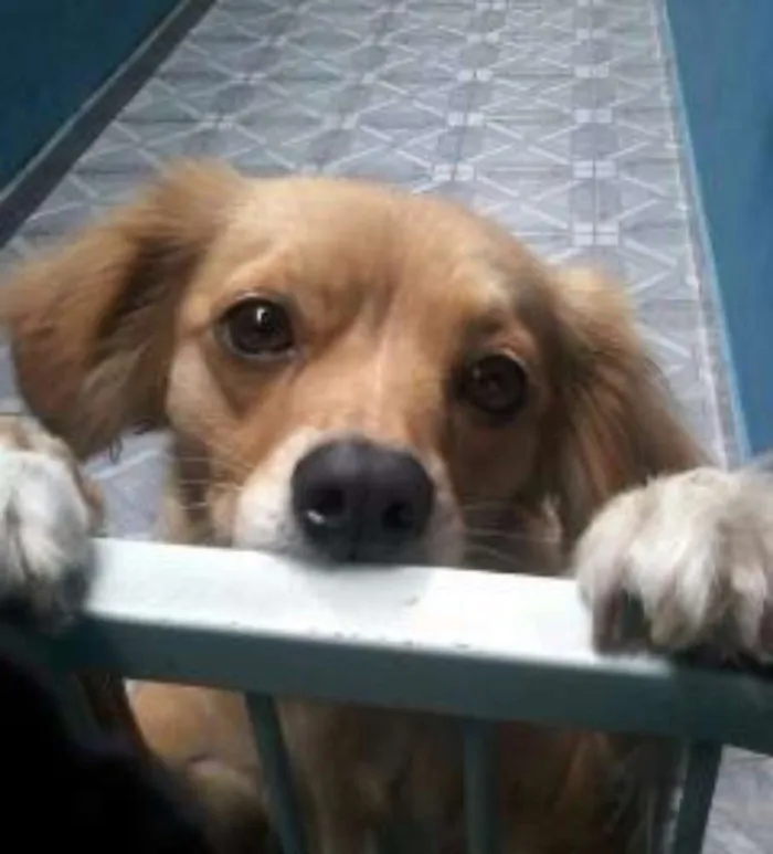 Cachorro ra a Mistura idade 1 ano nome Pepa