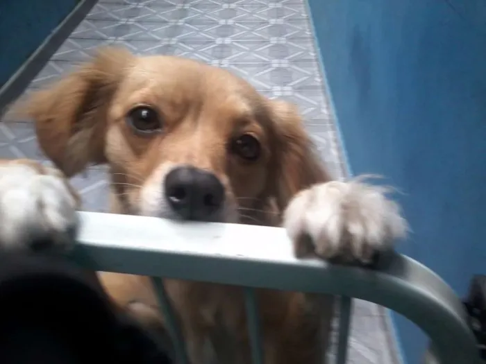 Cachorro ra a Mistura idade 1 ano nome Pepa