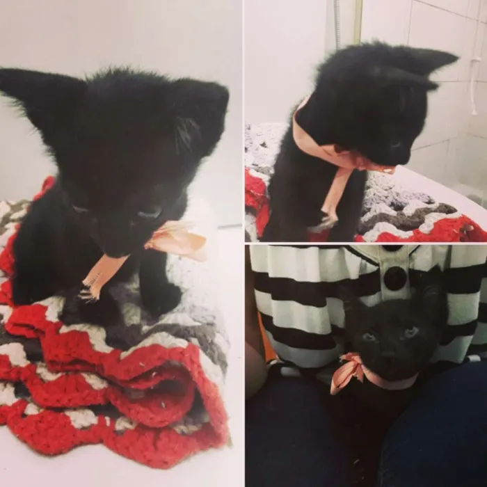 Gato ra a SRD idade Abaixo de 2 meses nome Não possui