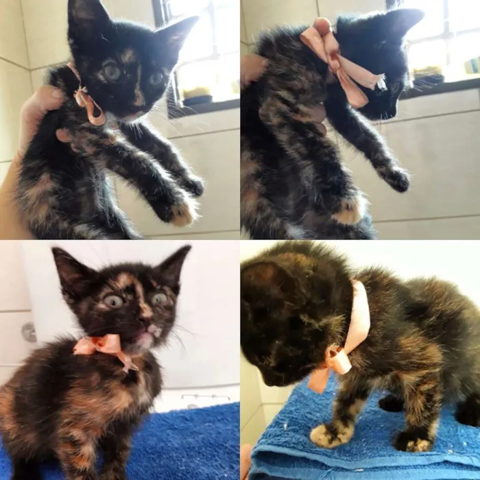 Gato ra a SRD idade Abaixo de 2 meses nome Não possui