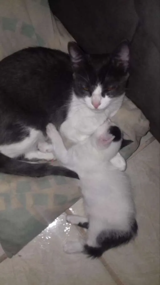 Gato raça  idade 2 a 6 meses nome Mia e Vava
