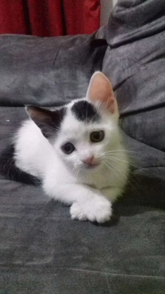 Gato raça  idade 2 a 6 meses nome Mia e Vava
