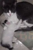 Mia e Vava