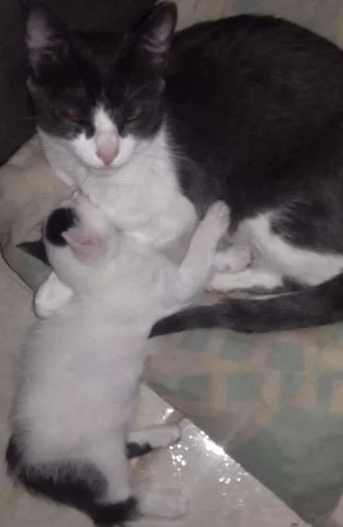 Gato raça  idade 2 a 6 meses nome Mia e Vava