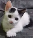 Mia e Vava