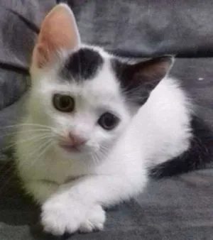 Gato raça  idade 2 a 6 meses nome Mia e Vava