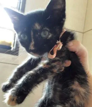 Gato raça SRD idade Abaixo de 2 meses nome Não possui