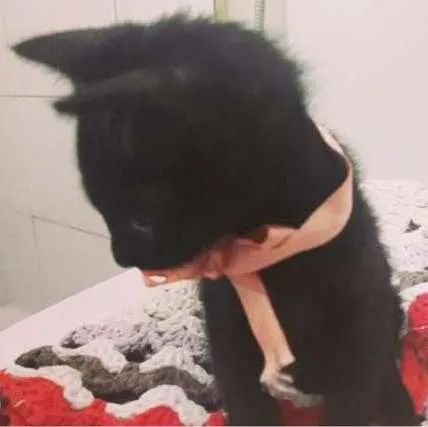 Gato ra a SRD idade Abaixo de 2 meses nome Não possui
