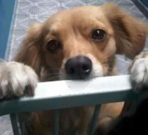 Cachorro raça Mistura idade 1 ano nome Pepa