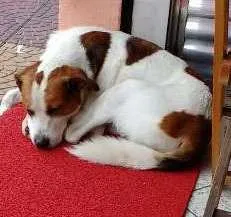 Cachorro raça Srd idade  nome Desconheço
