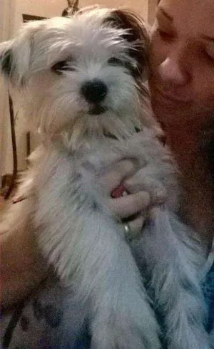 Cachorro raça Srd idade 7 a 11 meses nome Bille
