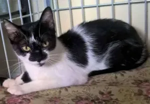 Gato raça SRD idade 2 a 6 meses nome Mansinha