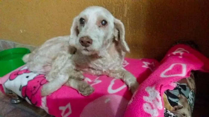 Cachorro raça Poodle idade 6 ou mais anos nome Fofucho